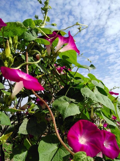 我喜欢牵牛花
