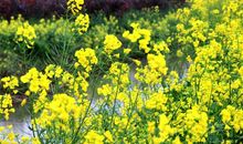 在春天里，遇见了一棵树