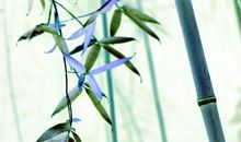 青竹幽幽