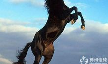 《野马传奇》读后感