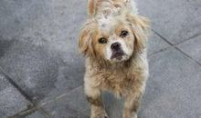 一条疯狂的流浪狗