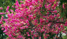 像苔花一样绽放