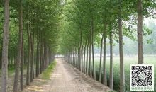 学校门前的白杨树