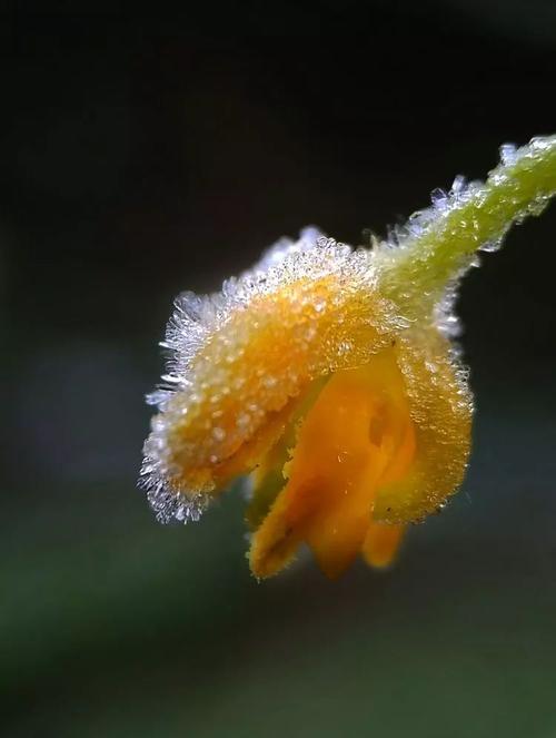 花的感觉