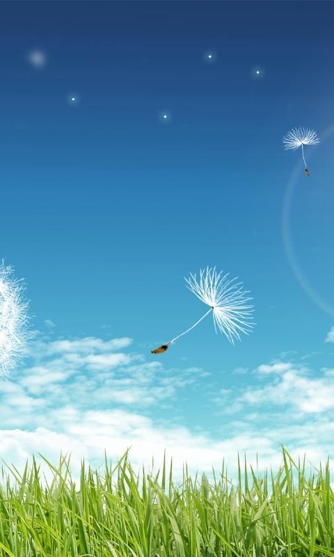 我变成了蒲公英