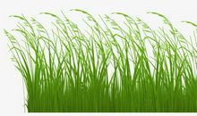 我想住在叶丛里