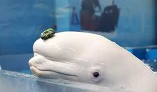 杭州长乔极地海洋公园