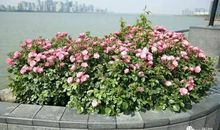 捕捉生活中的美