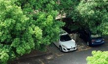 红星树下的那些瞬间