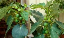 劳动的果实，真甜