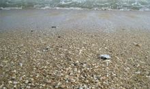 涠洲岛贝壳沙滩