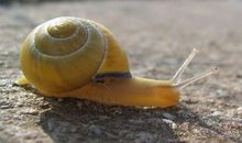 跑得很快的蜗牛