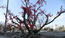 假如我是一棵桃树