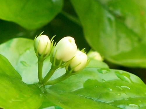 爱茉莉