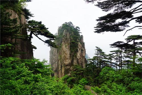 像柏树