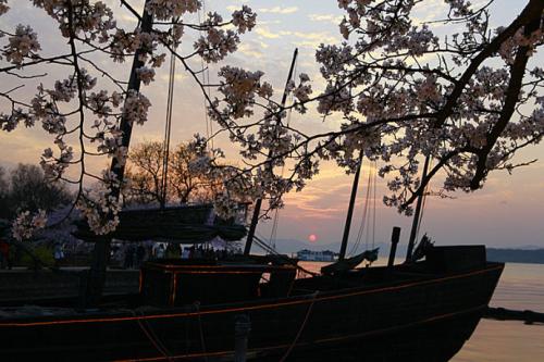 兰花盛开在另一岸