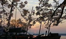 彼岸盛开的幽兰