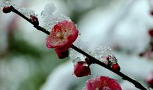 飘雪的季节我走过