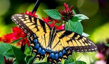 梦是一只斑斓的蝴蝶