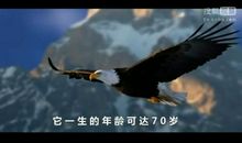 观《鹰之重生》有感