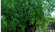 家门口的红枣树