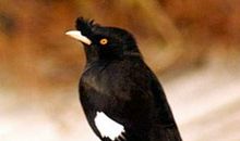 我最喜欢的动物八哥