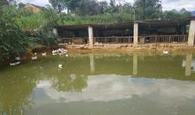 我奶奶家门前的池塘