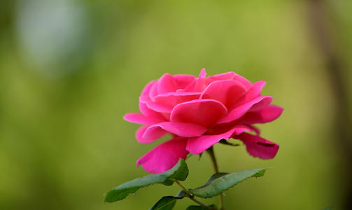 玫瑰花