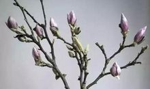 凋零的是花不是春天