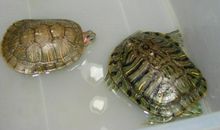 我和我的小乌龟