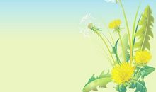 与蒲公英一起走过的日子