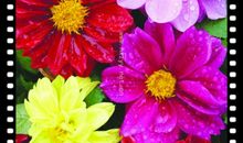 我心中的小丽花