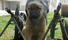 我家的退役军犬