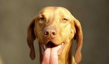 小狗伸舌头的秘密