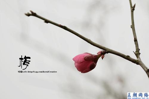 古代诗歌中的梅花构图