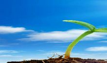 没有花开的角落也有阳光