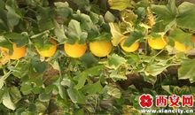 我家的小狗甜瓜