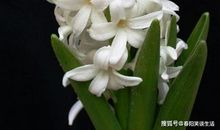 把自己变成一朵“花”香给这个世界看