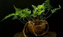 我变成了一颗植物