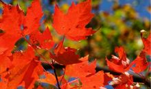 枫叶是秋天的花朵