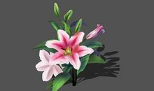 我想变成百合花