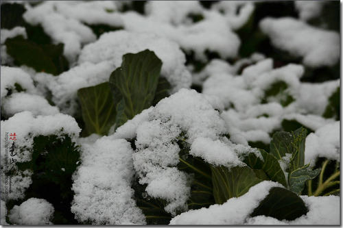 第二场雪