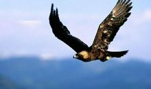 《鹰之重生》观后感