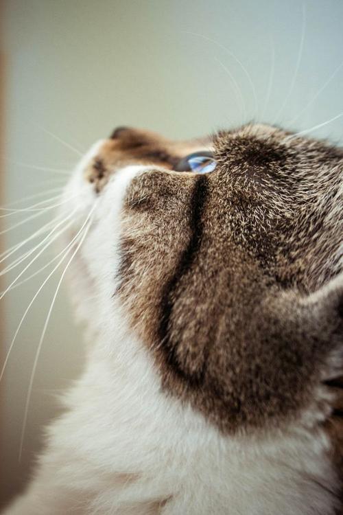 想念我的猫