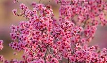 花中强者——仙人条