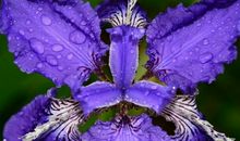 花落花开的味道