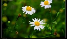 我喜欢的小野花