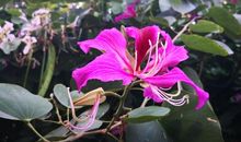 厨房是一个音乐厅