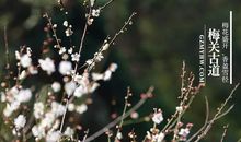 盛开在寒冬的梅花