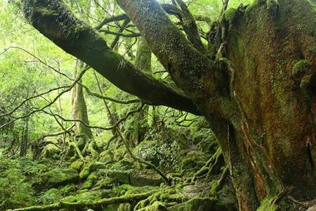 屋子后面的树林
